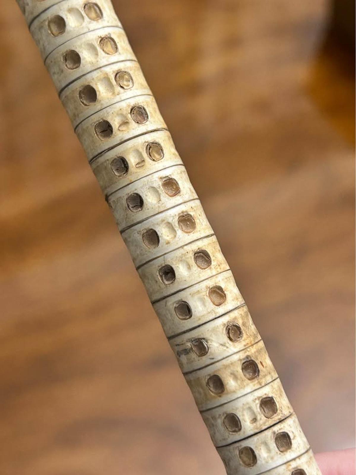 Antique 19th Century Maritime Shark Vertebrae Walking Cane with Horn Handle
